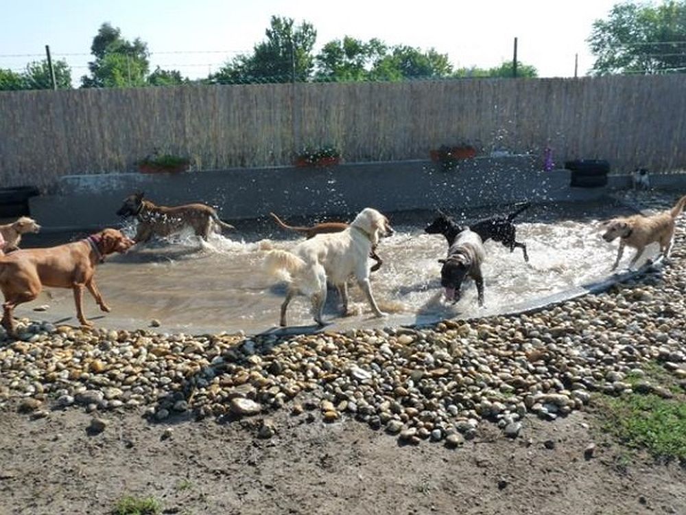 Pancsolás és séta – kiállás az elhagyott vagy bántalmazott állatokért